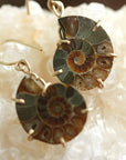 Madagascar Fossil Ammonite Earrings