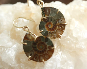 Madagascar Fossil Ammonite Earrings