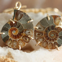 Madagascar Fossil Ammonite Earrings